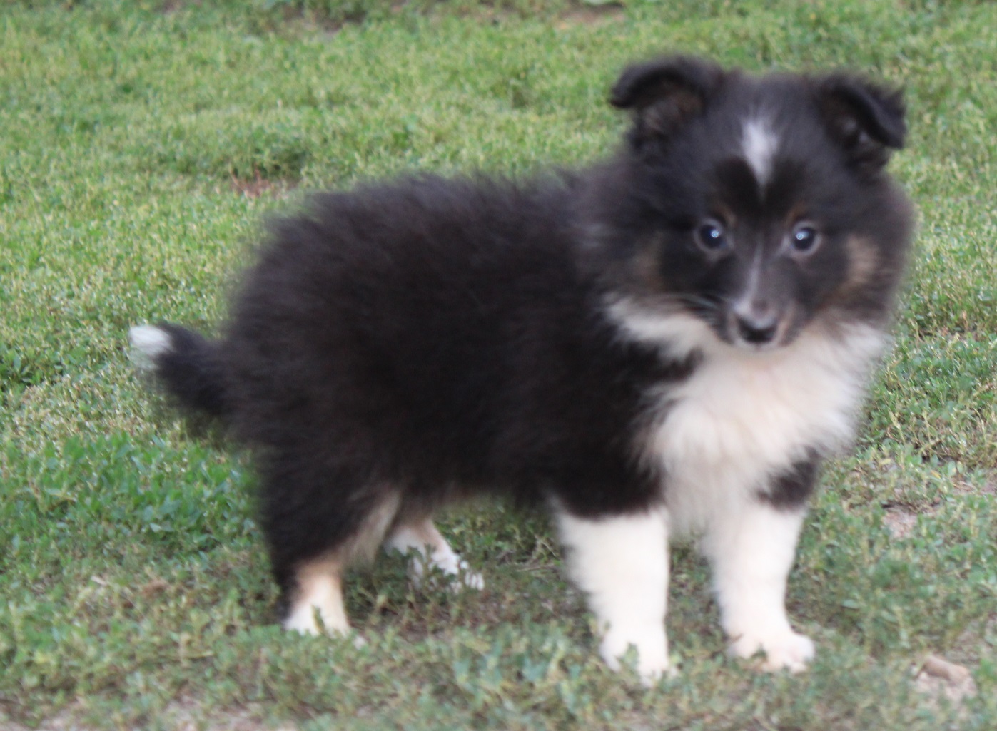 Orlando Black Modrý dukát